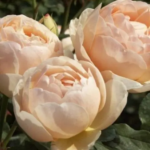 English roses: varieties, photos, description 