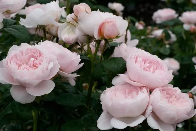 English roses: varieties, photos, description 