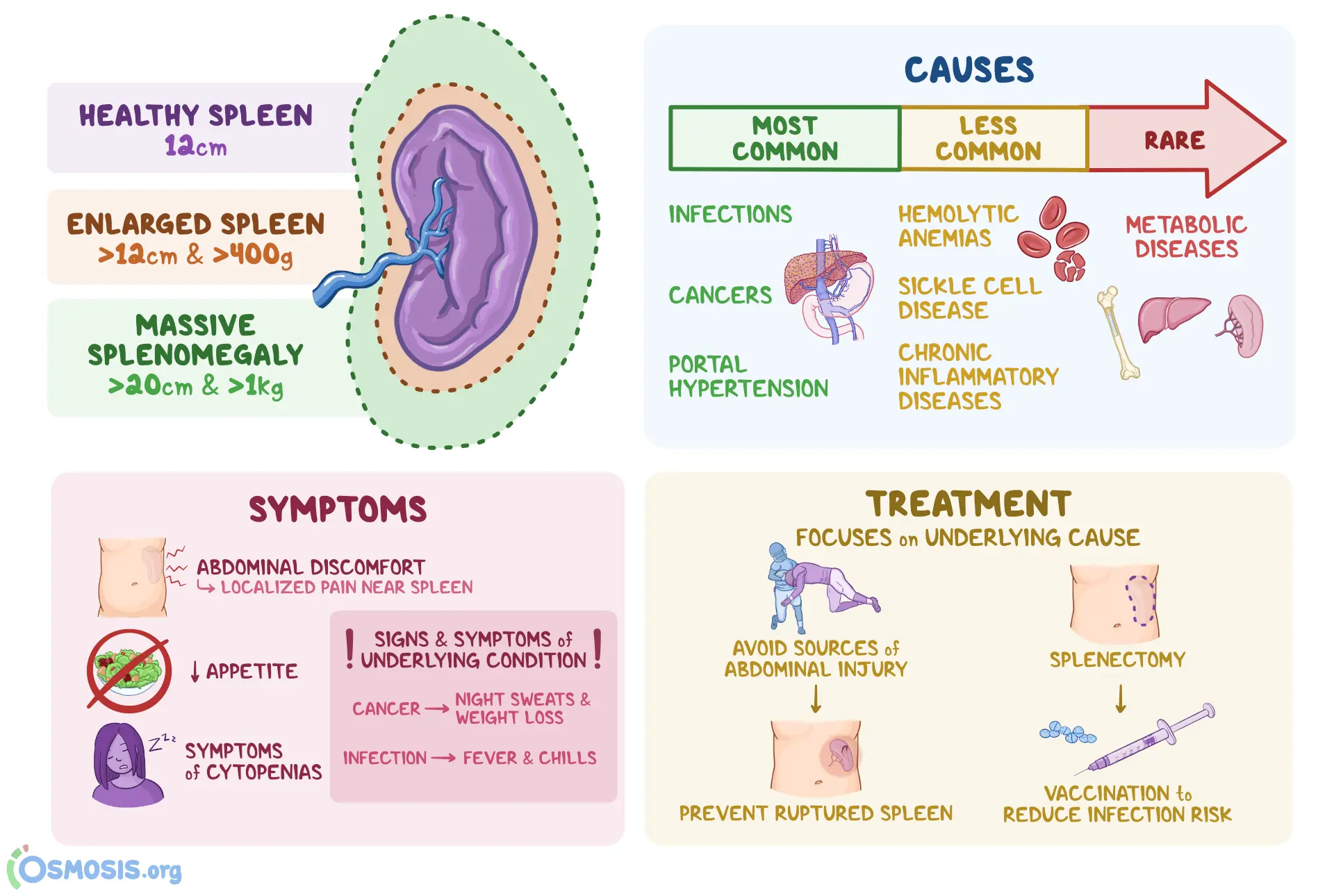 Enlarged spleen &#8211; symptoms, causes and treatment.