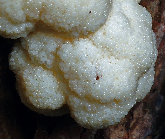 Enteridium puffball (Reticularia lycoperdon) photo and description