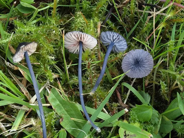 Entoloma bluish (Entoloma cyanulum) photo and description