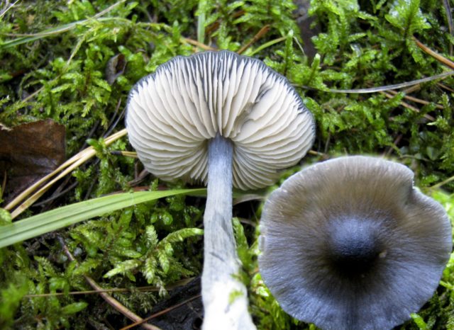 Entoloma bluish: photo and description