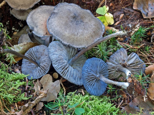 Entoloma bluish: photo and description