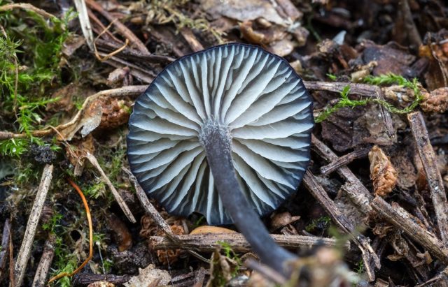 Entoloma bluish: photo and description