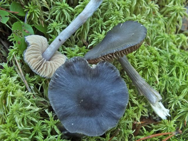 Entoloma bluish: photo and description