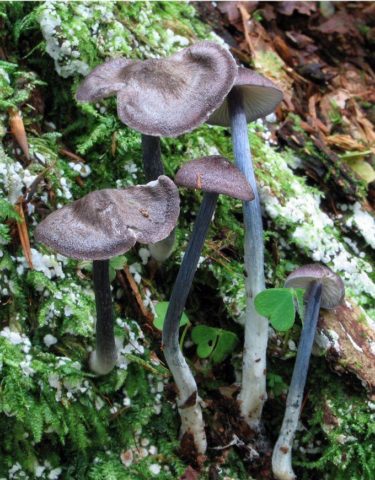 Entoloma bluish: photo and description