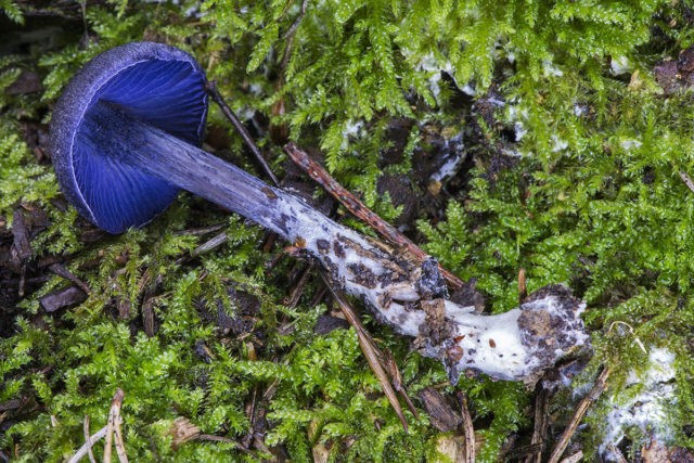 Entoloma bluish: photo and description