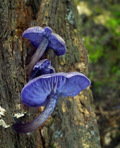 Entoloma bluish: photo and description