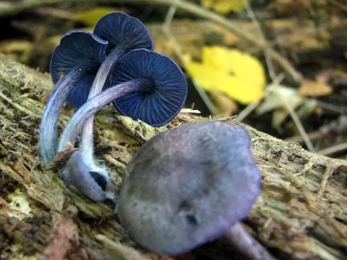 Entoloma brightly colored (Entoloma euchroum) photo and description