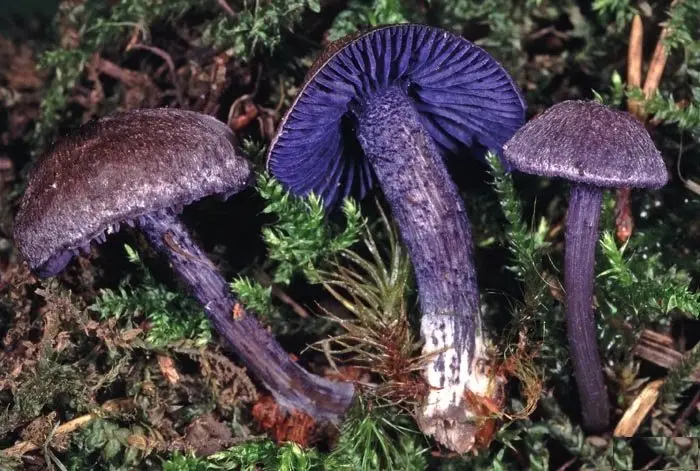 Entoloma brightly colored (Entoloma euchroum) photo and description
