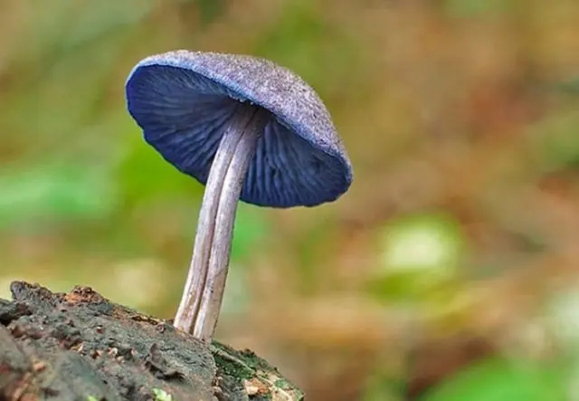 Entoloma brightly colored (Pink brightly colored plate): photo and description