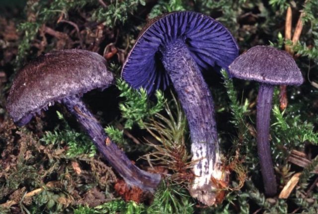 Entoloma brightly colored (Pink brightly colored plate): photo and description