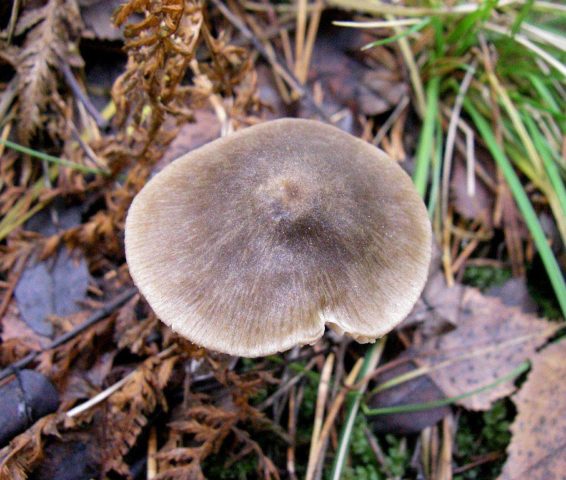 Entoloma collected: photo and description