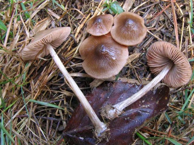 Entoloma collected: photo and description