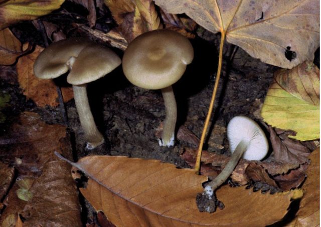 Entoloma collected: photo and description