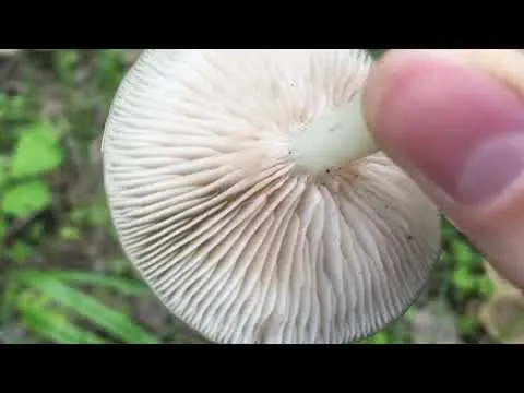 Entoloma collected: photo and description