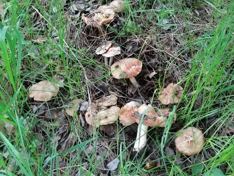 Entoloma garden (Entoloma clypeatum) photo and description