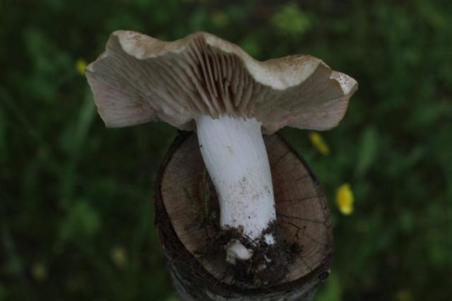 Entoloma garden (forest, edible): photo and description, how to cook, recipes