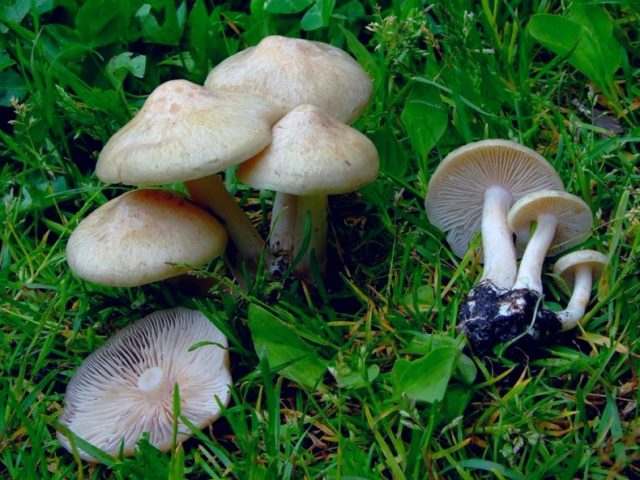 Entoloma garden (forest, edible): photo and description, how to cook, recipes