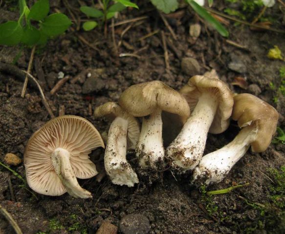 Entoloma garden (forest, edible): photo and description, how to cook, recipes