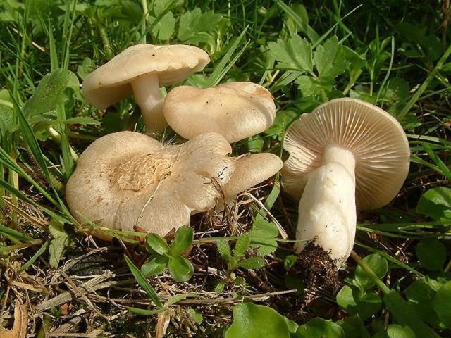 Entoloma garden (forest, edible): photo and description, how to cook, recipes