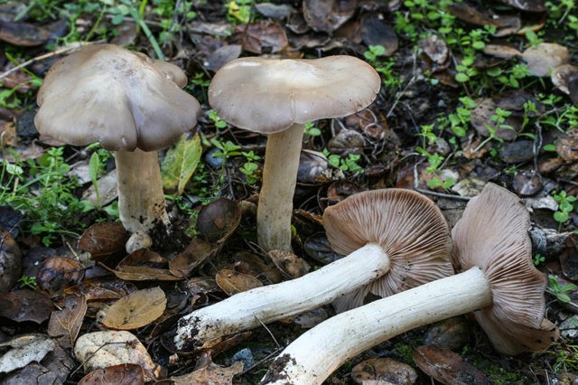 Entoloma garden (forest, edible): photo and description, how to cook, recipes