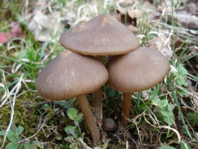 Entoloma garden (forest, edible): photo and description, how to cook, recipes