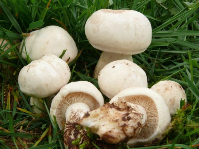 Entoloma garden (forest, edible): photo and description, how to cook, recipes