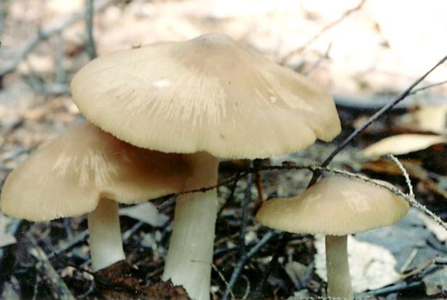 Entoloma gray-white (lead-white): photo and description