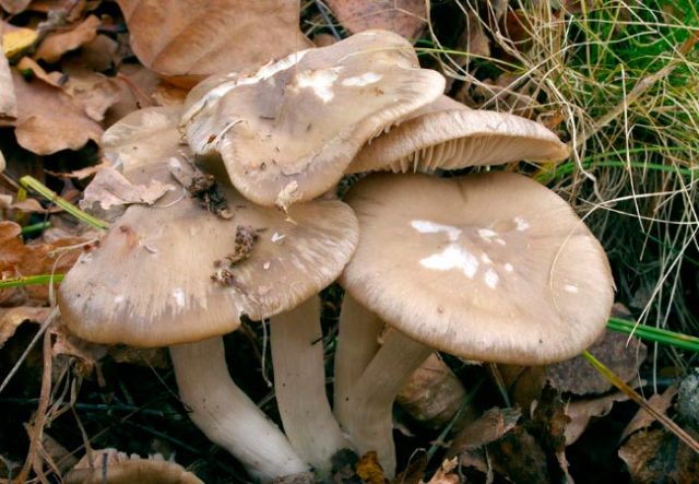 Entoloma gray-white (lead-white): photo and description