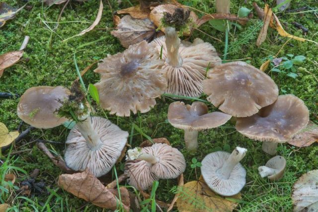 Entoloma gray-white (lead-white): photo and description