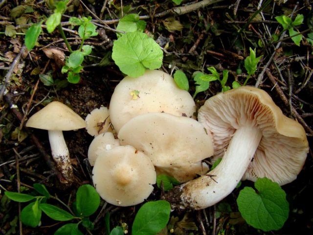 Entoloma gray-white (lead-white): photo and description