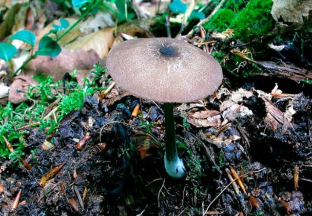 Entoloma rough (Rough pink plate): photo and description