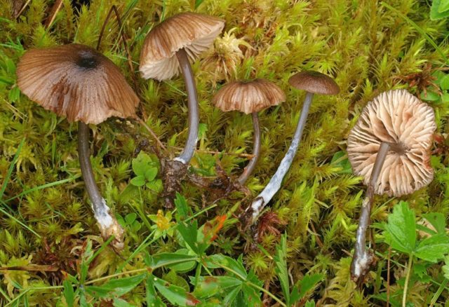 Entoloma rough (Rough pink plate): photo and description