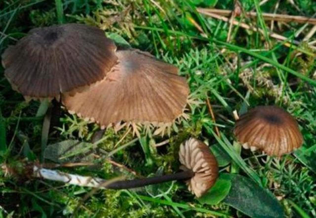 Entoloma rough (Rough pink plate): photo and description