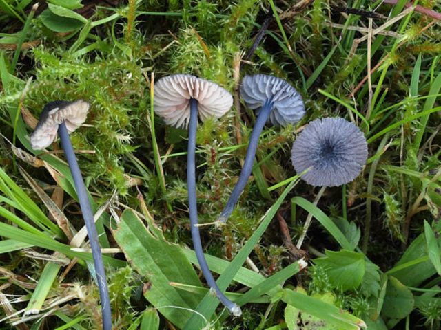 Entoloma rough (Rough pink plate): photo and description