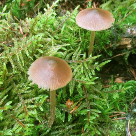 Entoloma rough (Rough pink plate): photo and description