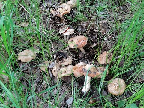 Entoloma rough (Rough pink plate): photo and description