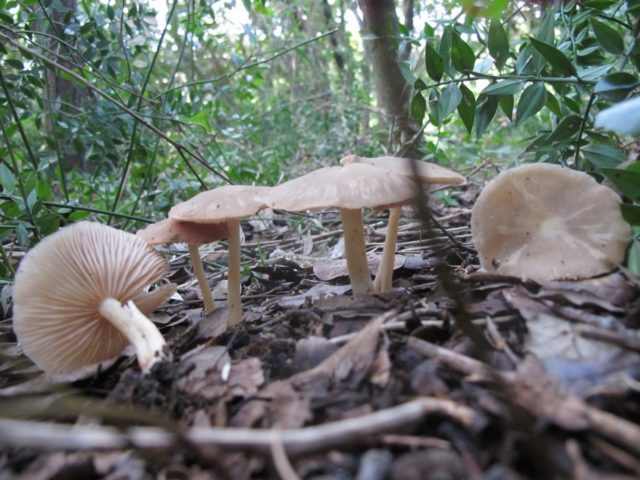 Entoloma sagging (pink-gray): photo and description