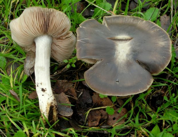 Entoloma sagging (pink-gray): photo and description