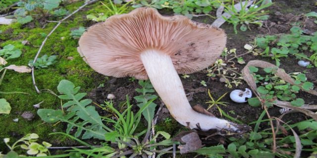 Entoloma sagging (pink-gray): photo and description