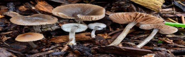 Entoloma sagging (pink-gray): photo and description