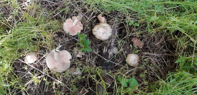 Entoloma sagging (pink-gray): photo and description