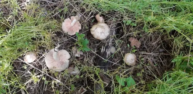 Entoloma sagging (pink-gray): photo and description