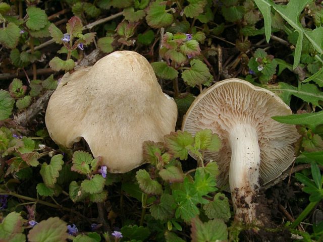 Entoloma sepium (light brown): photo and description