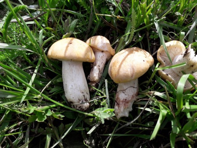 Entoloma sepium (light brown): photo and description