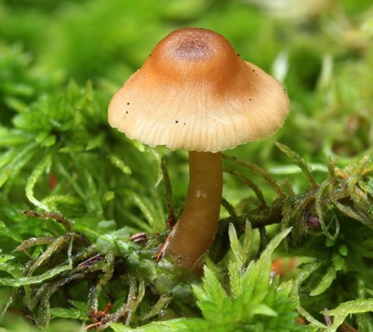 Entoloma shield-bearing (panel shield, Rosovoplastinnik shield-bearing): photo and description