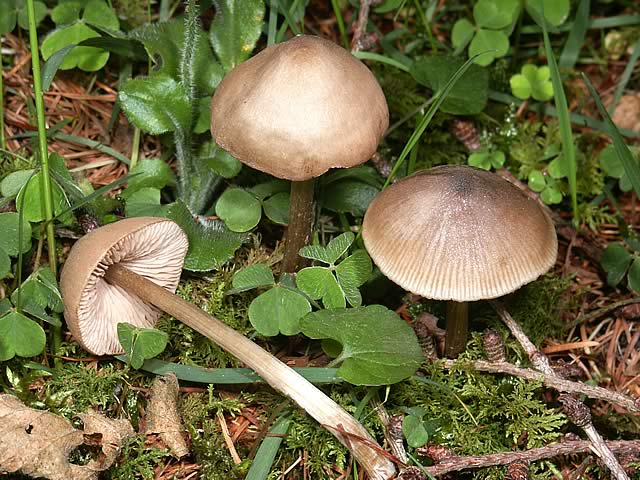 Entoloma shield-bearing (panel shield, Rosovoplastinnik shield-bearing): photo and description