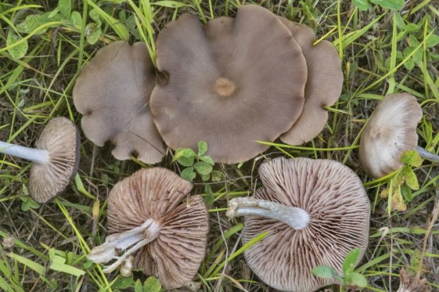 Entoloma shield-bearing (panel shield, Rosovoplastinnik shield-bearing): photo and description