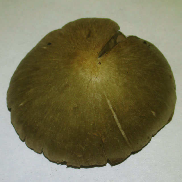 Entoloma shield (Entoloma cetratum) photo and description